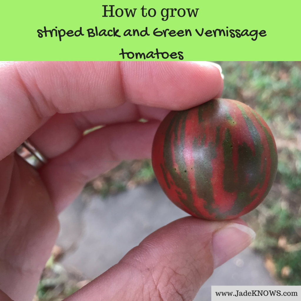 green vernissage tomato plant
